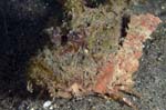 SpinyDevilfish1