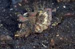 SpinyDevilfish2