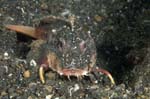 Stingfish1