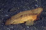 Waspfish