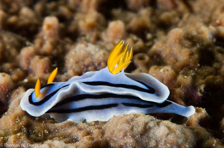 Nudibranch