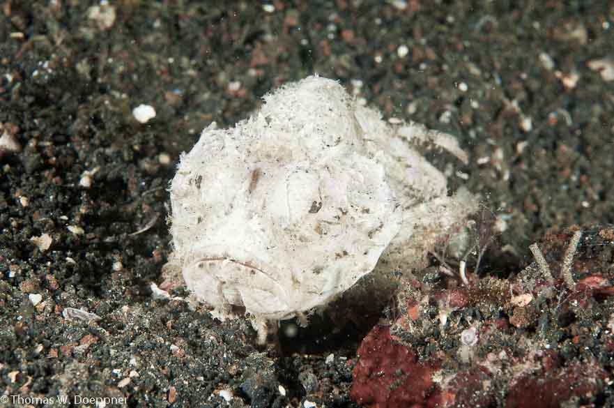 Devil Scorpionfish