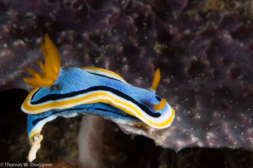 Nudibranch