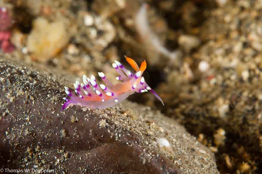 Nudibranch