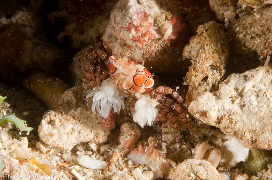 Mosaic Boxer Crab