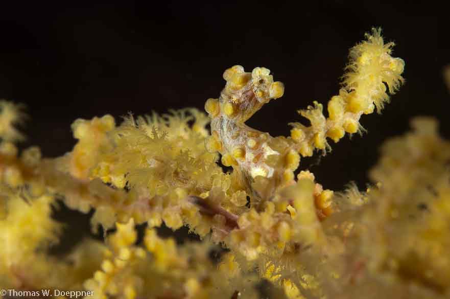 Pygmy Seahorse