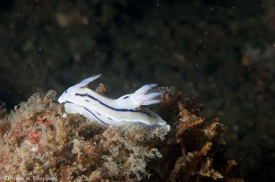 Nudibranch