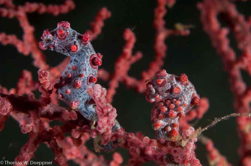 Pygmy Seahorse