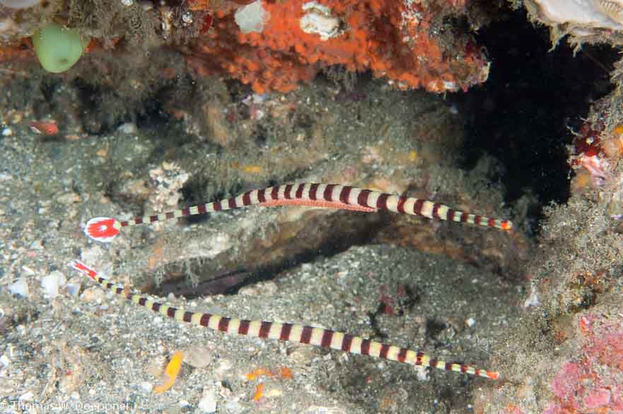 Ringed Pipefish