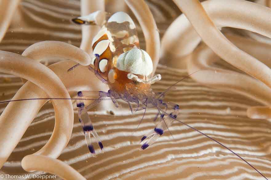 Peacock-Tail Anemone Shrimp