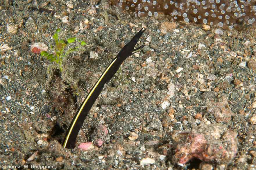 Ribbon Eel