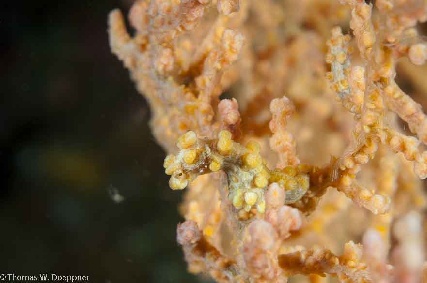 Pygmy Seahorse