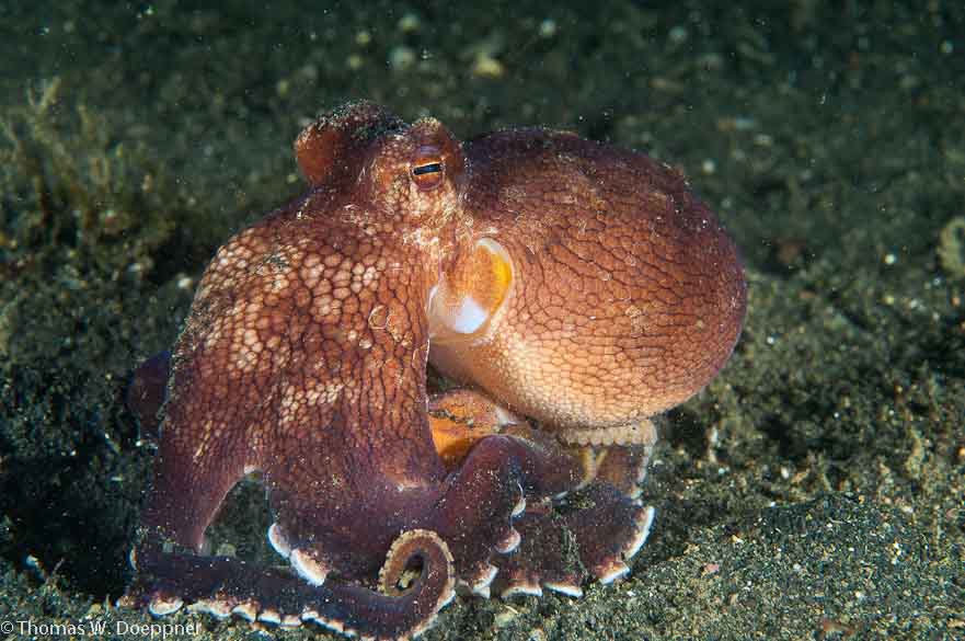 Coconut Octopus