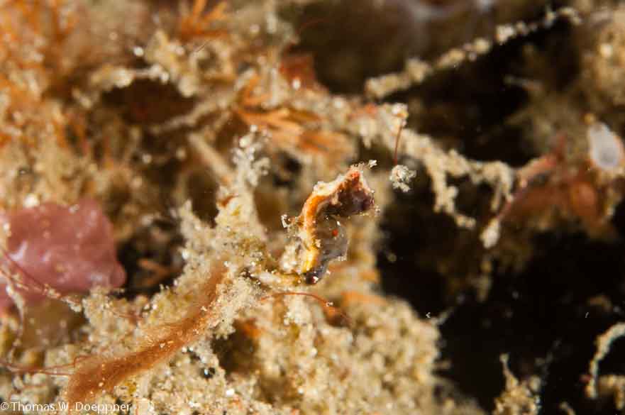 Pygmy Seahorse