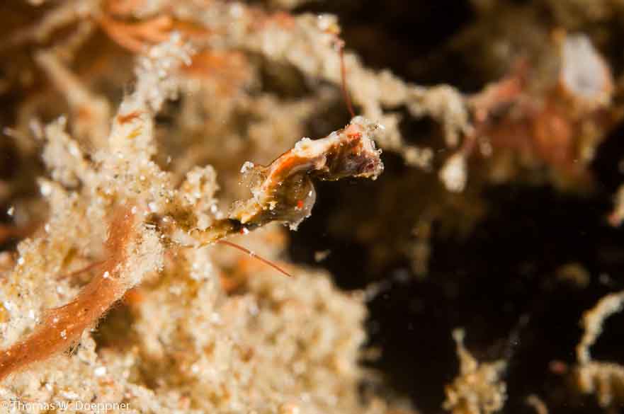 Pygmy Seahorse