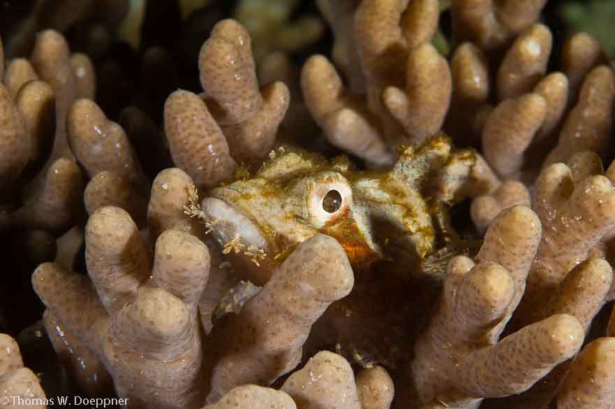 Juvenile Scorpionfish