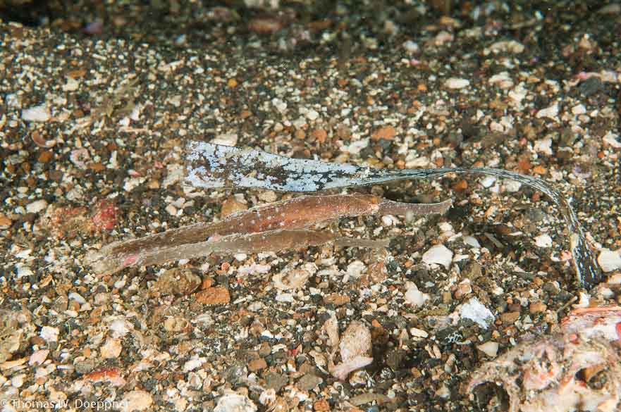 Robust Ghost Pipefish