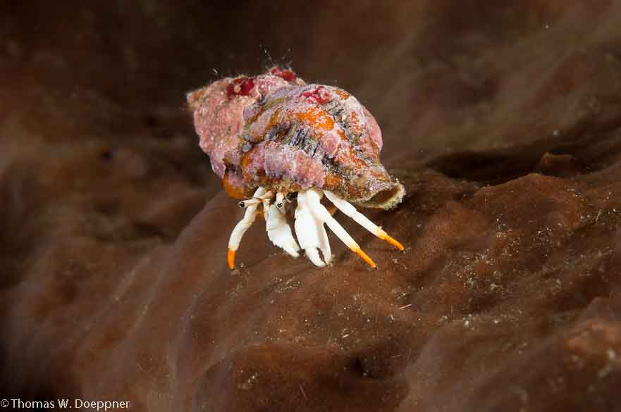 Small White Hermit Crab