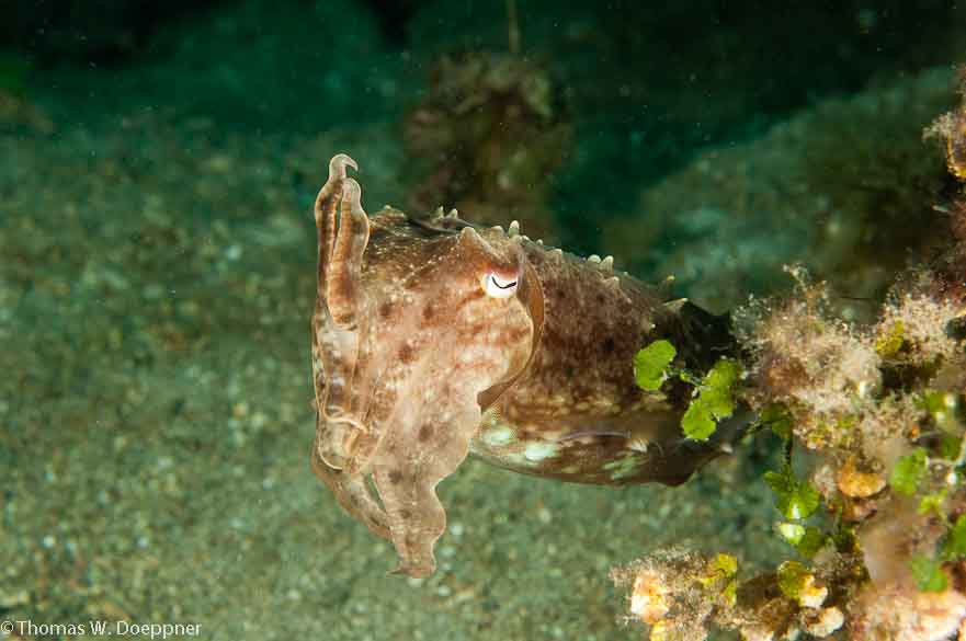 Broadclub Cuttlefish