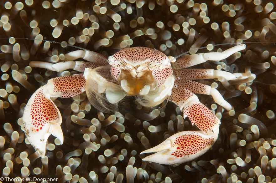 Spotted Porcelain Crab