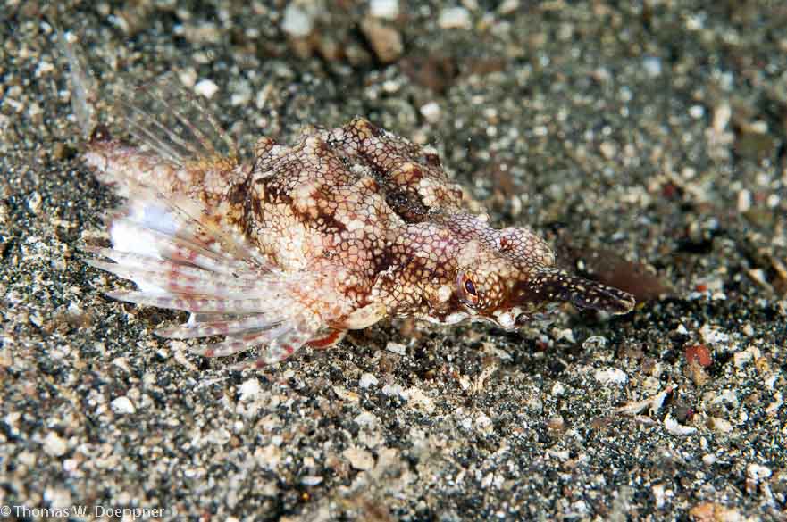 Dragon Sea Moth