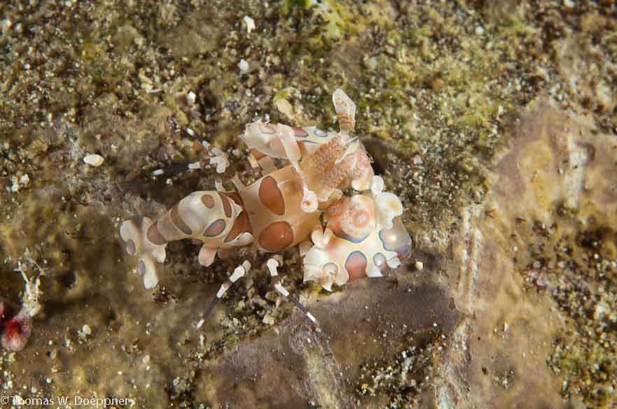 Harlequin Shrimp