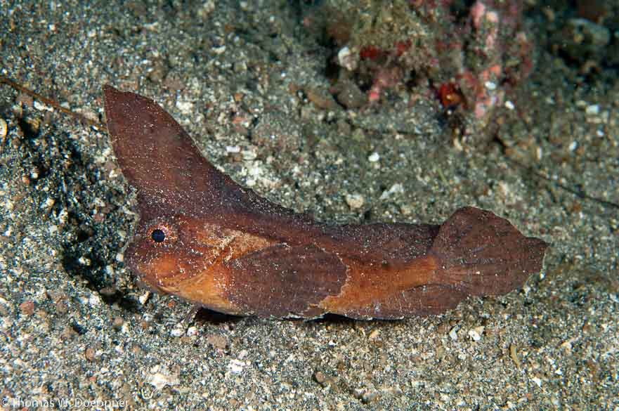 Spiny Waspfish