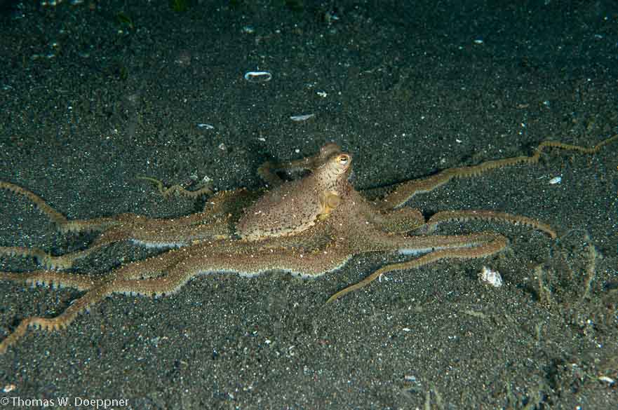 Long-Arm Octopus