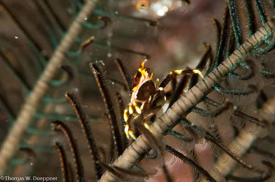Crinoid Squat Lobster