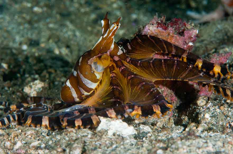 Wunderpus