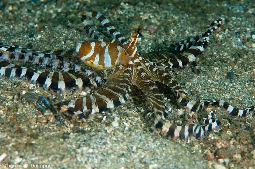 Wunderpus