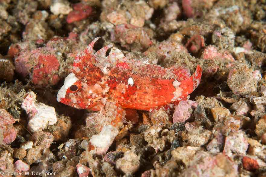 Longspine Waspfish