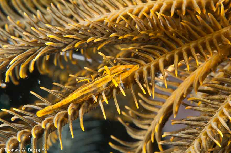 Crinoid Shrimp