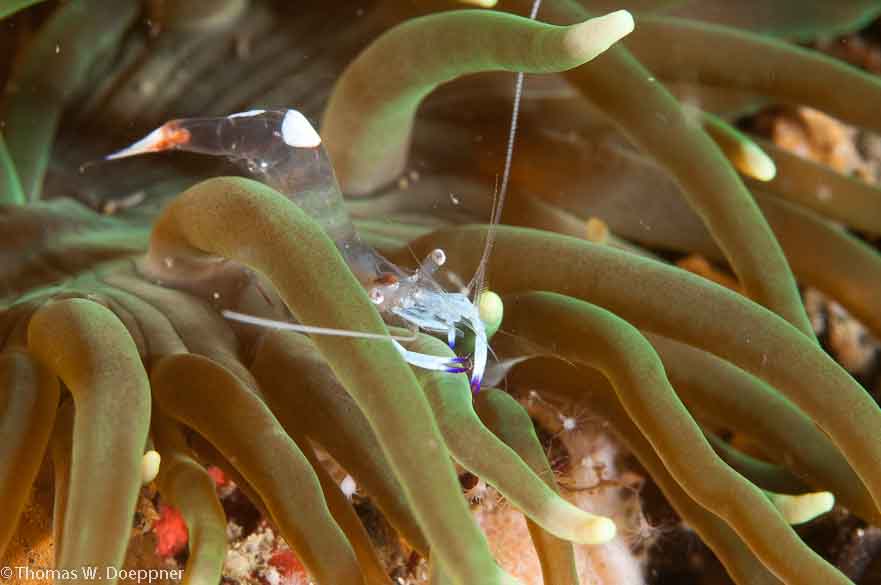 Holthuis' Anemone Shrimp