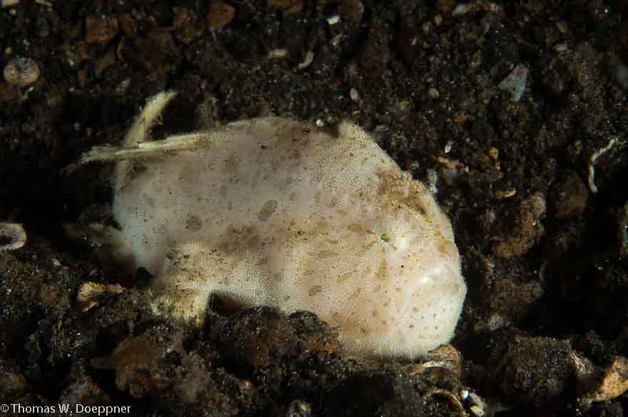 Giant Frogfish