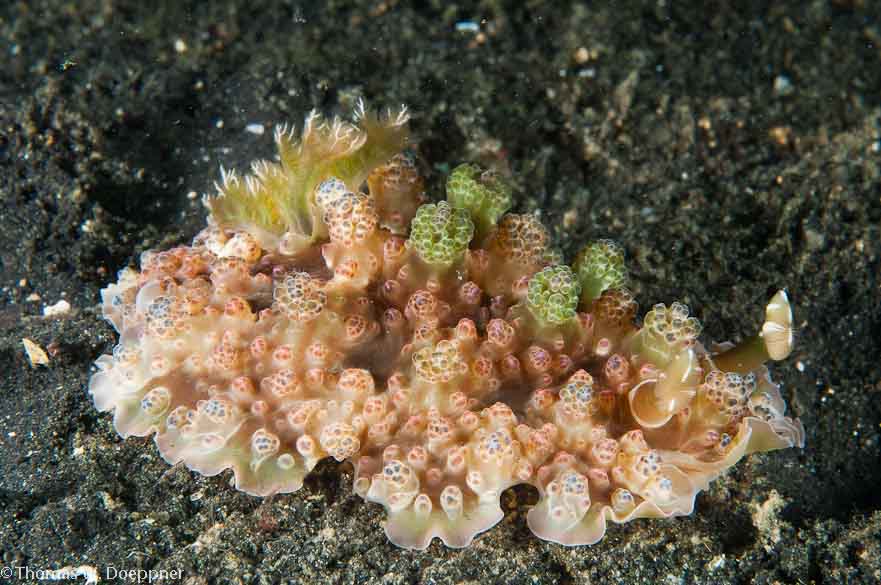 Nudibranch