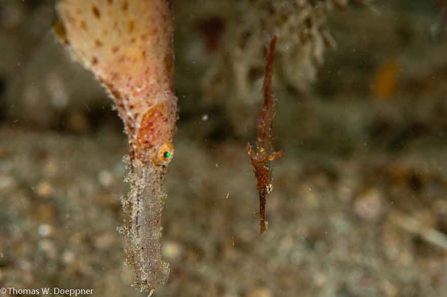 Roughsnout Ghost Pipefish
