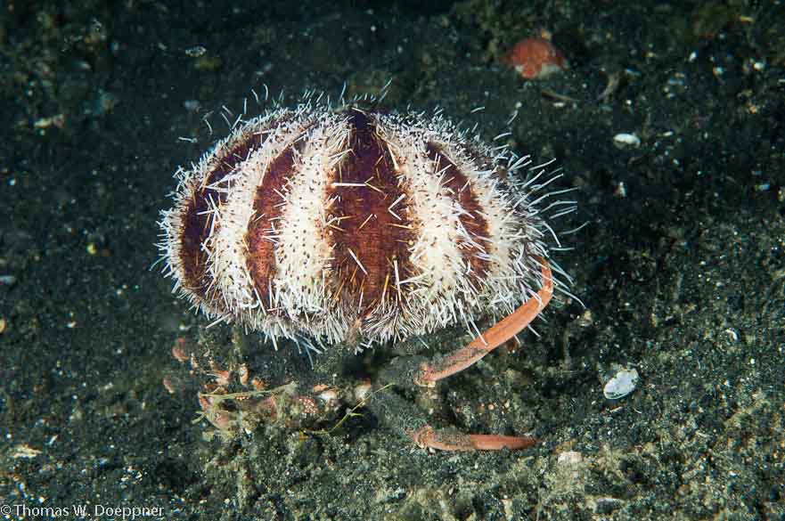 Urchin Carry Crab