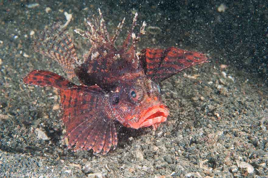 Shortfin Lionfish