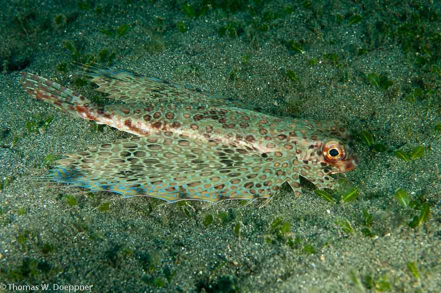 Gurnard