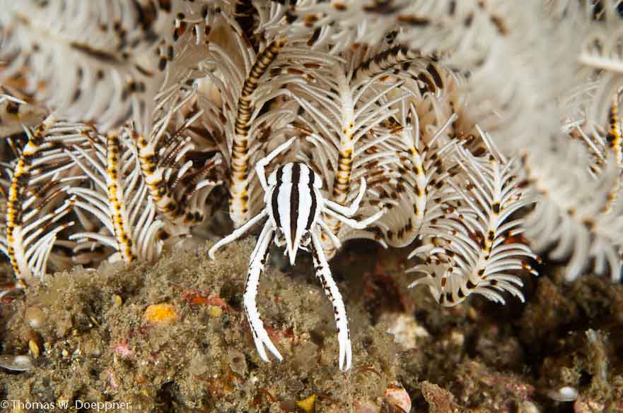 Crinoid Squat Lobster