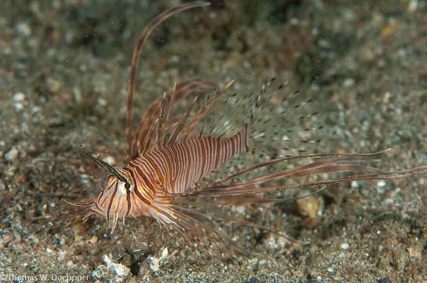 Kodipungi Lionfish
