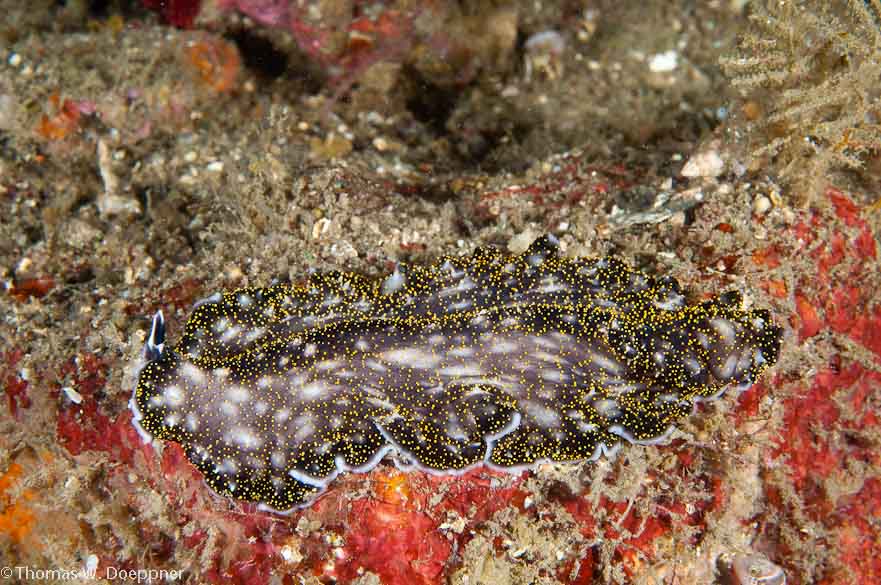 Flatworm