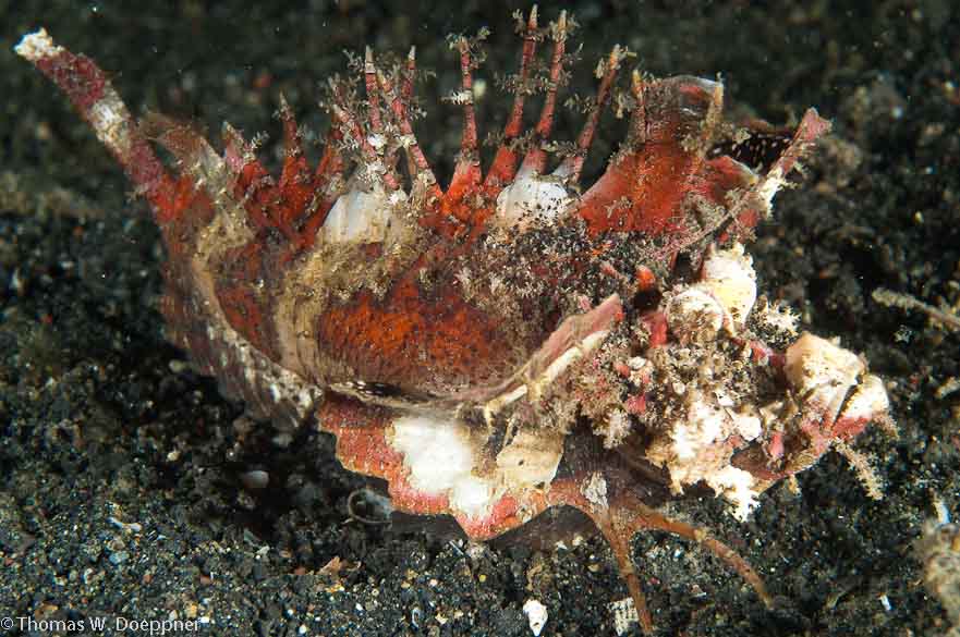 Spiny Devilfish