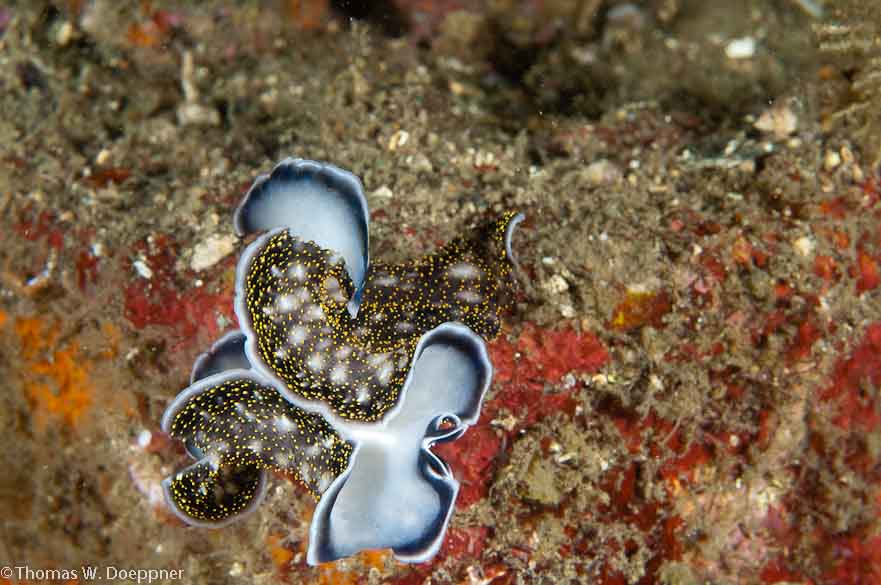 Flatworm