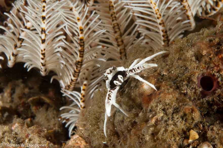 Crinoid Squat Lobster