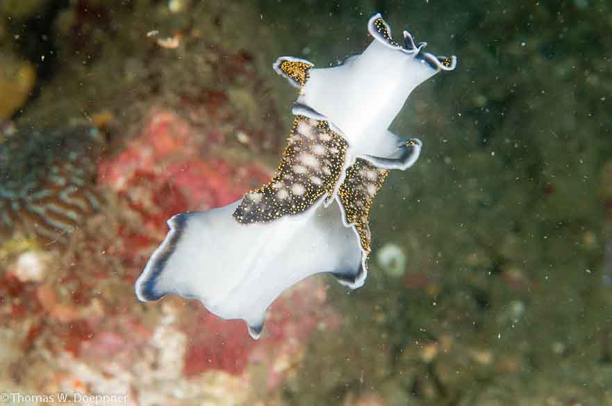 Flatworm
