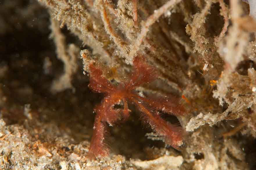 Orangutan Crab