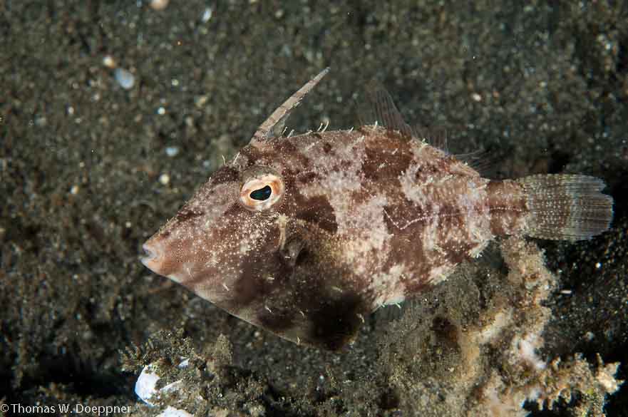 Filefish