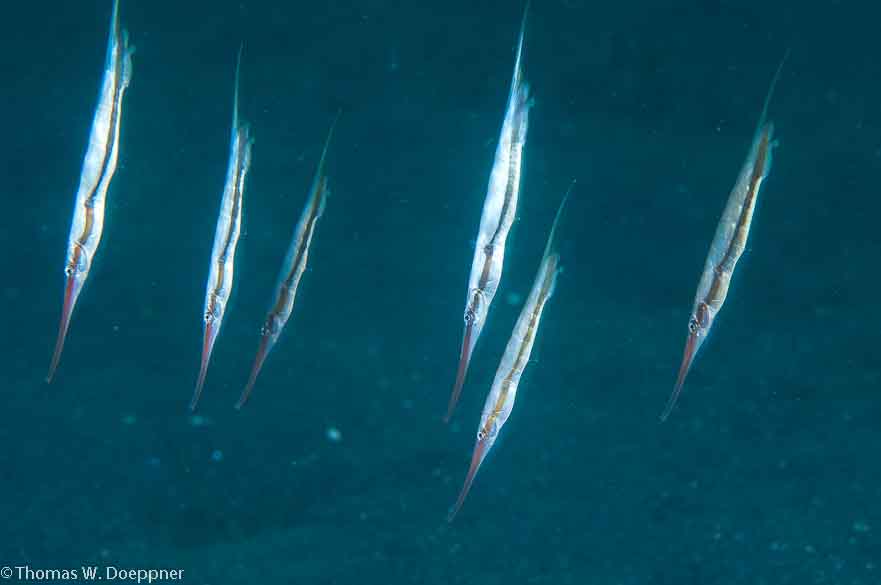 Razorfish